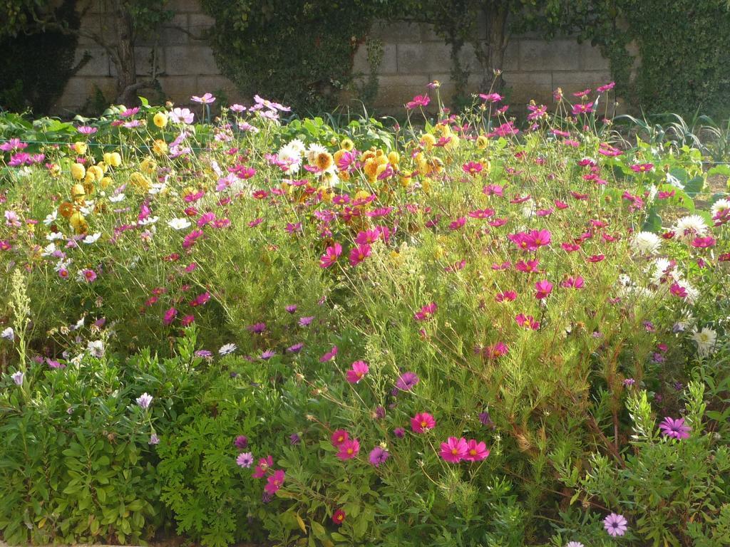 Chambre D'Hote Fleur De Potager Les Sables-dʼOlonne Eksteriør billede